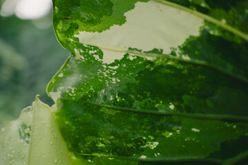 In a closeup of the garden, the tropical leaf revealed intricate patterns and rich textures, celebrating nature’s vibrant green growth and the beauty of lush foliage.