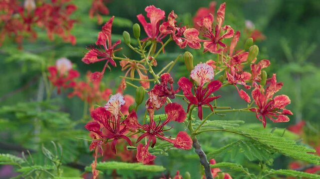 Vibrant red and white flame tree flowers flourishing in a lush garden setting