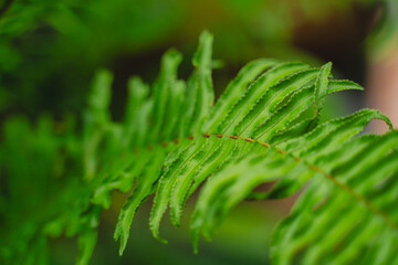 In a closeup of the garden, the tropical leaf revealed intricate patterns and rich textures, celebrating nature’s vibrant green growth and the beauty of lush foliage.
