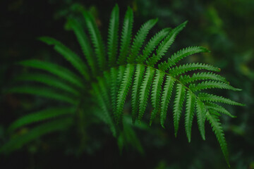 In a closeup of the garden, the tropical leaf revealed intricate patterns and rich textures, celebrating nature’s vibrant green growth and the beauty of lush foliage.