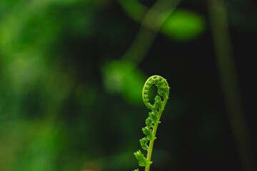 In a closeup of the garden, the tropical leaf revealed intricate patterns and rich textures, celebrating nature’s vibrant green growth and the beauty of lush foliage.