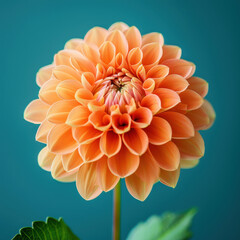 Studio shot of a stunning orange dahlia flower, showcasing intricate petal details and vibrant colors against a soft background
