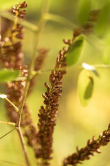 autumn leaf on the ground