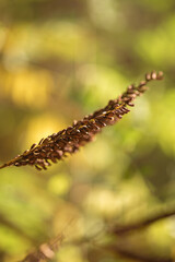 autumn leaf on the ground
