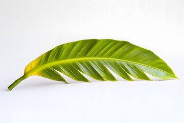 Obraz premium Single Green Leaf on White Background
