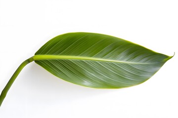 Obraz premium Green Leaf Isolated on White Background