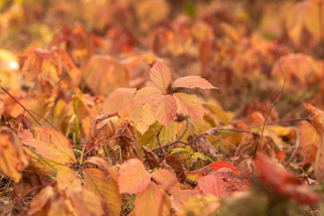 autumn leaves in the rain