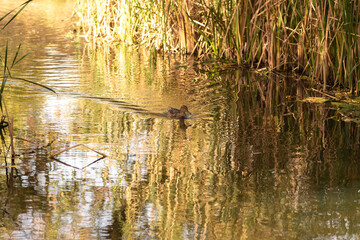 duck in the pond