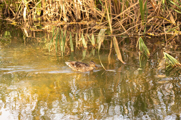 duck in the pond