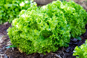 Organic lettuce plant planted in the vegetable garden