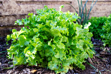 Organic lettuce plant planted in the vegetable garden