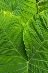 Blatt vom Elefantenohr (Colocasia), Araceae