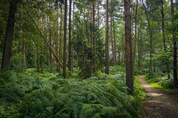 Der Wendelmannweg als Fahrradweg und Wanderweg, Bad Bentheim, Deutschland