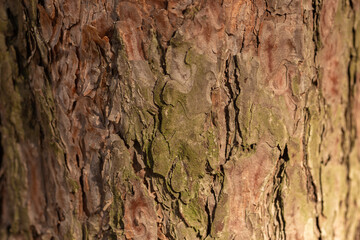 bark of a tree