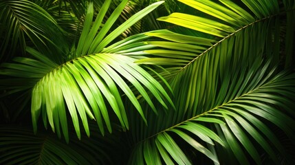 High-resolution photo of lush tropical palm leaves basking in sunlight, with vibrant green hues and detailed textures creating a serene natural setting.