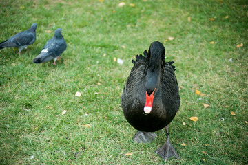 black swan on grass