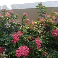 pink flowers in a garden