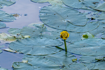 Beautiful Water Lilies Blooming in a Summer Lake