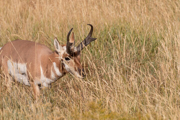 Pronghorn Antelope Buck in Wyoming in Autumn