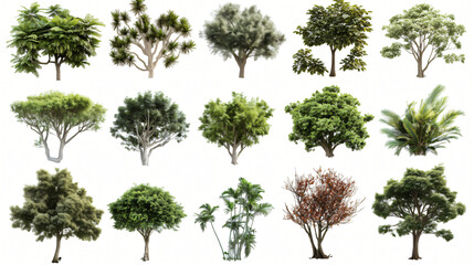 Fototapeta premium The image can be named Isolated Tree Silhouette with Branches and Leaves in Nature