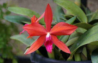 Obraz premium Closeup of the dark red color of Cattleya Gratrixiae orchid