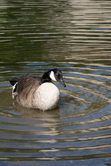 Colorful Mallard Swimming in Serene Duck Pond