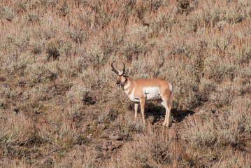 Pronghorn Antelope Buck in Wyoming in Autumn
