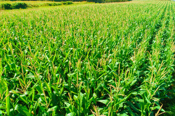 aerial drone view of a corn field in summer