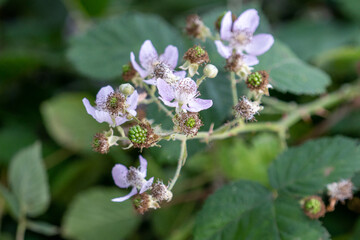Bright and Beautiful Purple Flowers in a Summer Garden