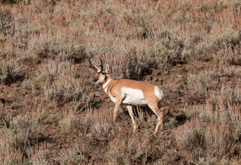Pronghorn Antelope Buck in Wyoming in Autumn