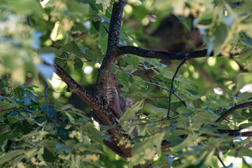 Squirrel Taking Off in the Morning Light