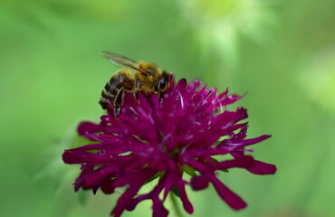 Naklejka premium Biene auf einer Witwenblume