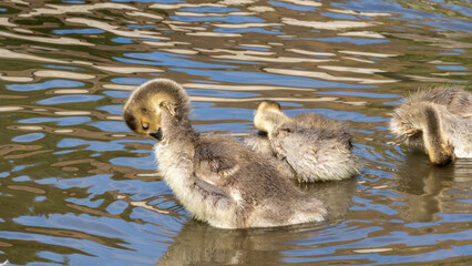 Cute Cygnet Swimming with Mother Duck at Lake