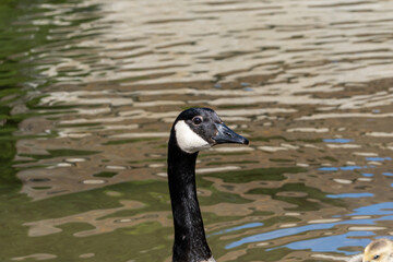 Canadian Goose Swimming in Tranquil Duck Pond