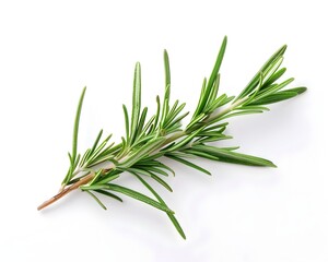 Fototapeta premium Freshly Picked Rosemary Sprig on Clean White Background with Copy Space