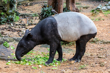 A Malayan tapir. 
It is the largest of the five species of tapir and the only one native to Asia.
The Malayan tapir has rather poor eyesight, but excellent hearing and sense of smell