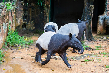 A Malayan tapir. 
It is the largest of the five species of tapir and the only one native to...
