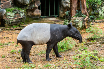 A Malayan tapir. 
It is the largest of the five species of tapir and the only one native to Asia.
The Malayan tapir has rather poor eyesight, but excellent hearing and sense of smell