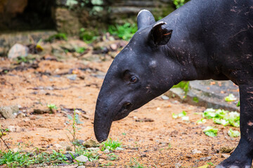 A Malayan tapir. 
It is the largest of the five species of tapir and the only one native to Asia.
The Malayan tapir has rather poor eyesight, but excellent hearing and sense of smell