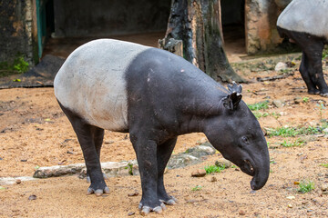 A Malayan tapir. 
It is the largest of the five species of tapir and the only one native to Asia.
The Malayan tapir has rather poor eyesight, but excellent hearing and sense of smell