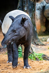 Fototapeta premium A Malayan tapir. It is the largest of the five species of tapir and the only one native to Asia. The Malayan tapir has rather poor eyesight, but excellent hearing and sense of smell