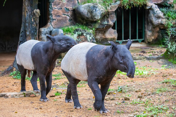 A Malayan tapir. 
It is the largest of the five species of tapir and the only one native to Asia.
The Malayan tapir has rather poor eyesight, but excellent hearing and sense of smell