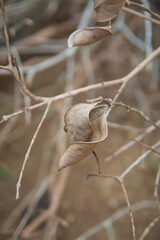 close-up of dried discolored and dehydrated leaves on tree branch due to drought lack of water, soft focus with blurry background and copy space