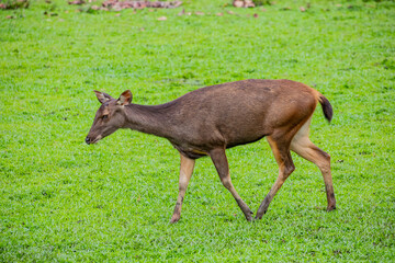 The closeup image of female sambar (Rusa unicolor). It is a large deer native to the Indian...