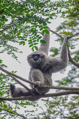 a Silvery gibbon hands on the tree.
It is a primate in the gibbon family Hylobatidae. It is endemic to the Indonesian island of Java, where it inhabits undisturbed rainforests.