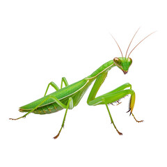Praying mantis on white isolated background