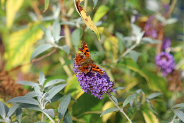 Comma Butterfly perched on a Buddleja flower, Oxfordshire England

