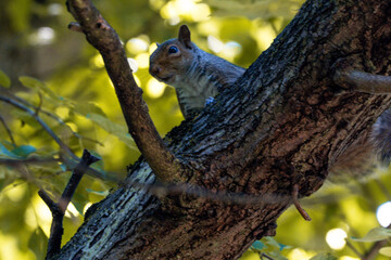 Beautiful Great Owl Nesting in Indian Forest