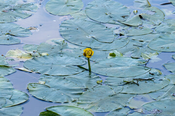 Elegant Summer Decoration with Floral Elements and Sunlight
