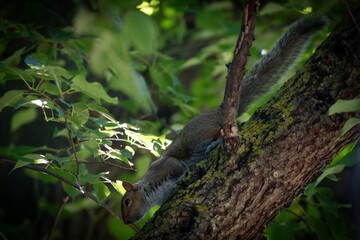 Wildlife Encounter in Forest with Squirrel and Bird